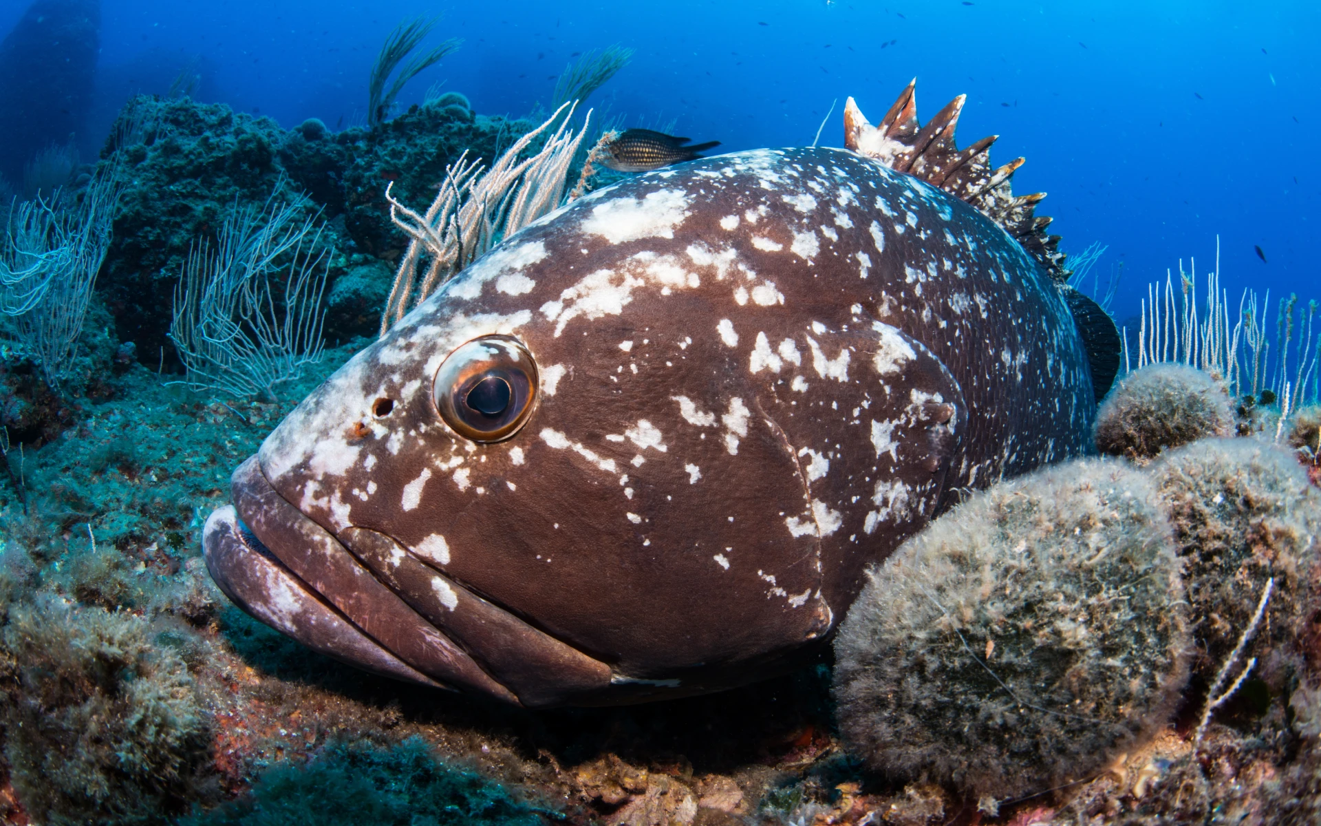 Fotografia d’una àrea marina protegida de la Mediterrània vinculada al projecte europeu MedAlliance 100MPA per a l’ICM-CSIC