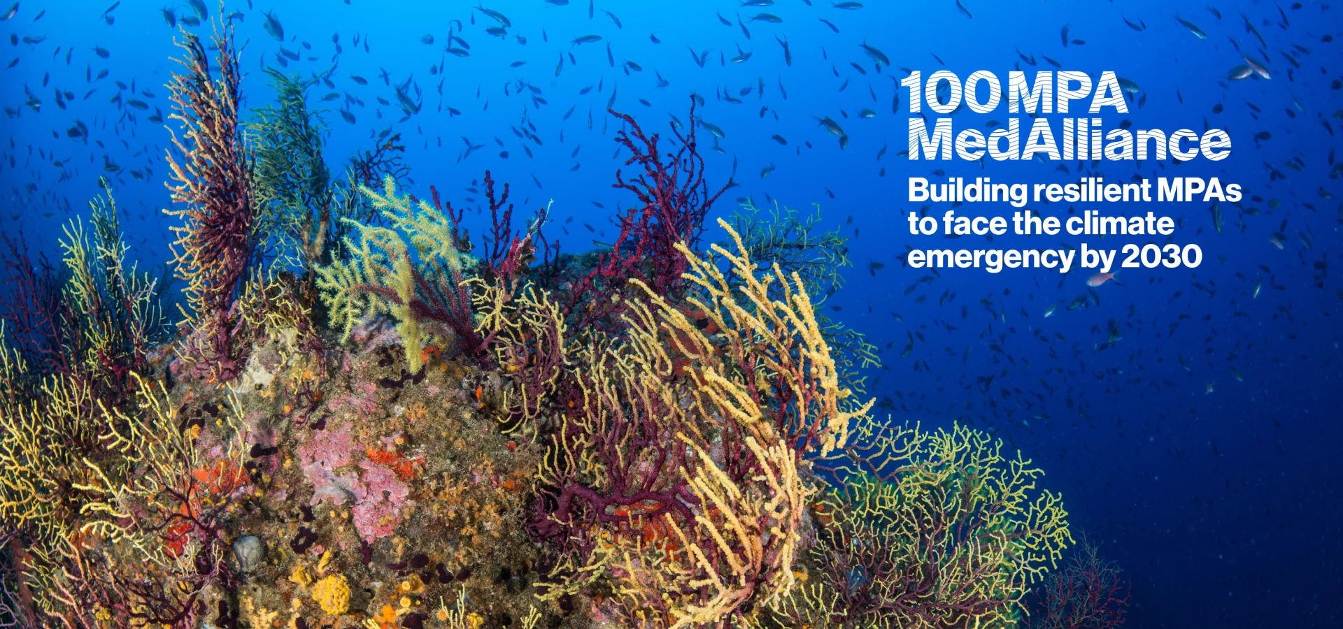 Logo de 100 àrees marines protegides MedAlliance
